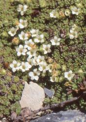 Veronica thomsonii. Habit of female plant. Garvie Mts Otago.
 Image: P.J. Garnock-Jones © P.J. Garnock-Jones CC-BY-NC 3.0 NZ